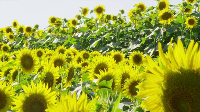 太阳花海视频素材