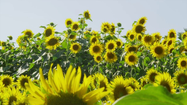 太阳花海视频素材