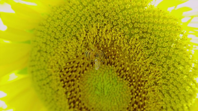 太阳花和蜜蜂，接近视频素材