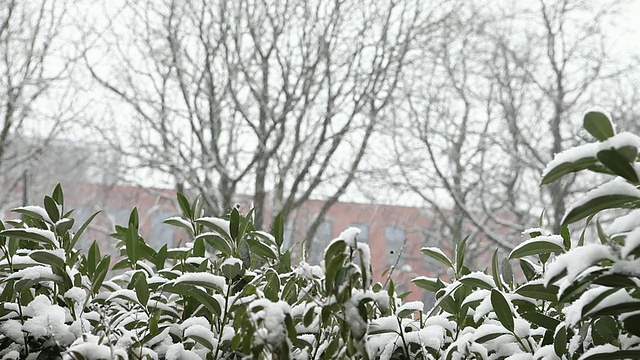 灌木丛上的高清雪视频素材