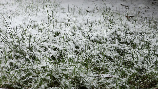 灌木丛上的高清雪视频素材