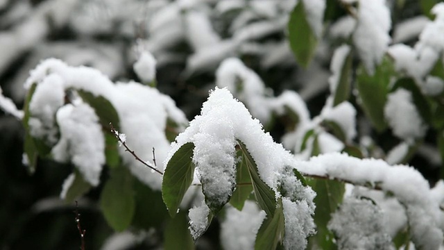 灌木丛上的高清雪视频素材