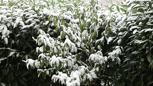 灌木丛上的高清雪视频素材