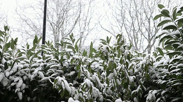 灌木丛上的高清雪视频素材