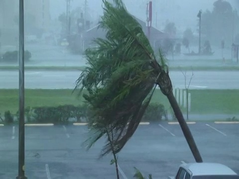 棕榈树被雨吹，飓风威尔玛，强风，美国视频素材