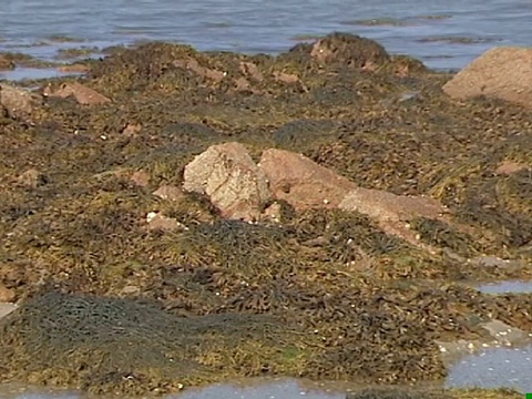 时间流逝，潮水从海滩撤退，海峡群岛，英国视频素材