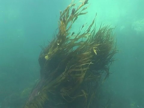 英国海峡群岛，海带叶在海流中摇曳视频素材