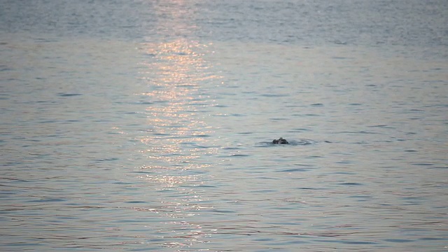 鸟在海洋中沐浴视频素材