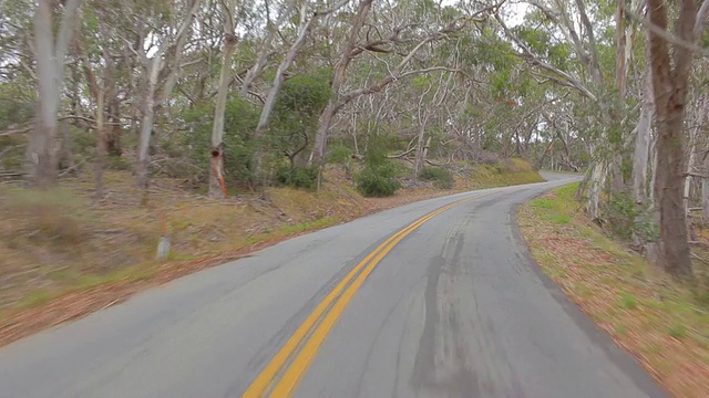 POV开车穿过森林的道路视频素材