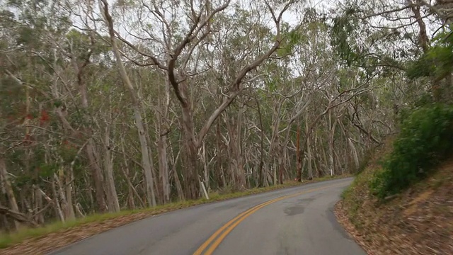 POV开车穿过森林的道路视频素材