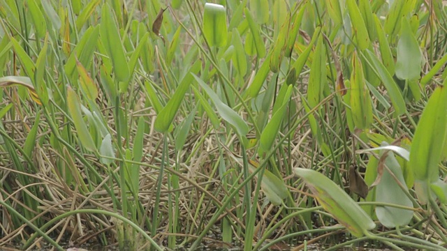 池塘里的植物视频素材