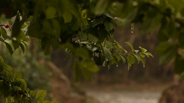 雨中的樱桃树视频素材