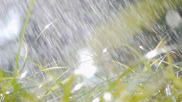 雨中绿草视频素材