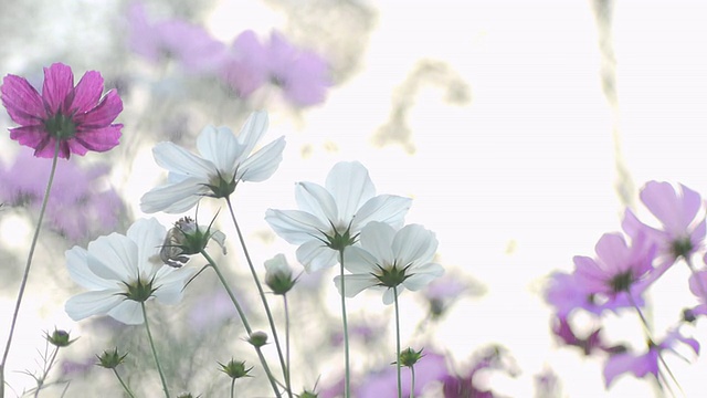 雨中的花视频素材