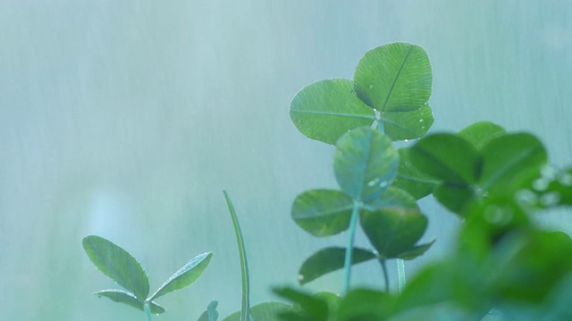 绿苗在雨中视频素材