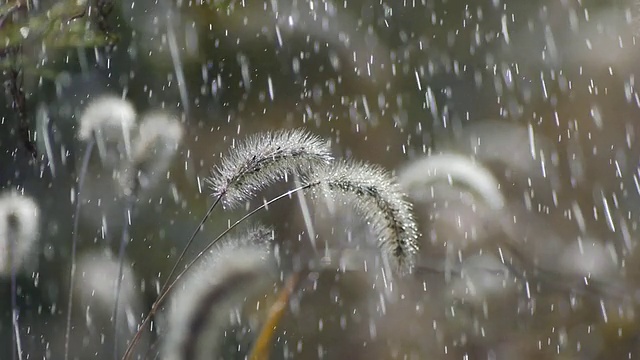 雨中的绿刺草视频素材