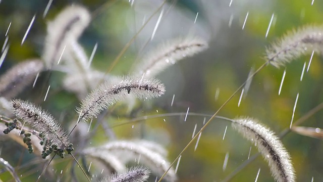 雨中的绿刺草视频素材