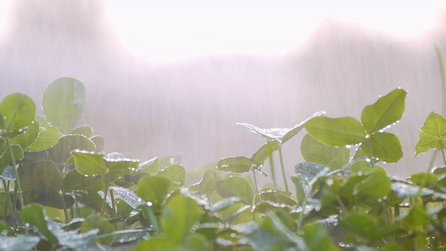 绿苗在雨中视频素材