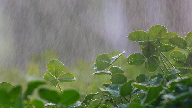 绿苗在雨中视频素材