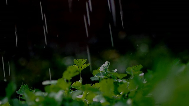 芹菜苗在雨中视频素材