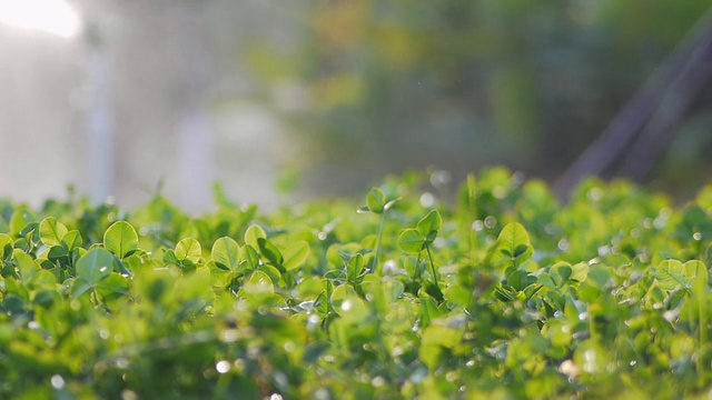 花园洒水视频素材