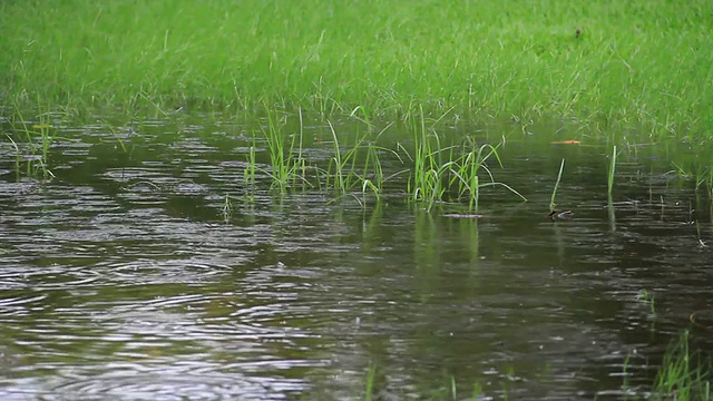 在草地上下雨。视频素材