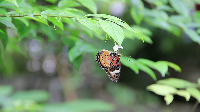 蝴蝶挂在白花上。视频素材