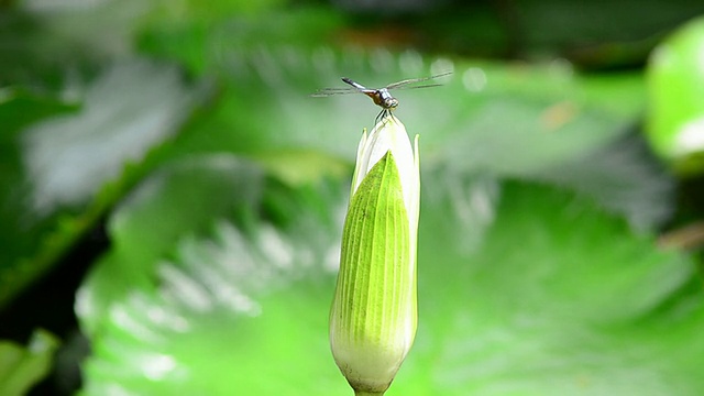 蜻蜓视频素材