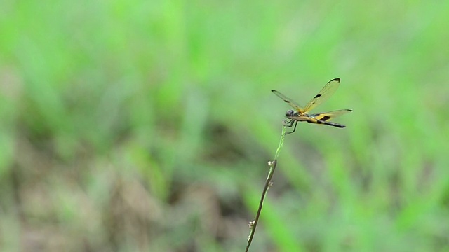 蜻蜓视频素材