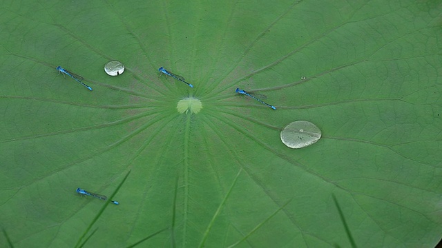 蜻蜓视频素材