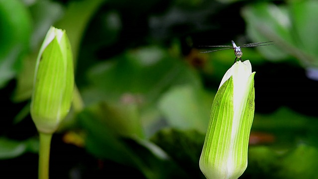 蜻蜓视频素材