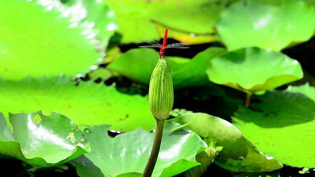 蜻蜓视频素材