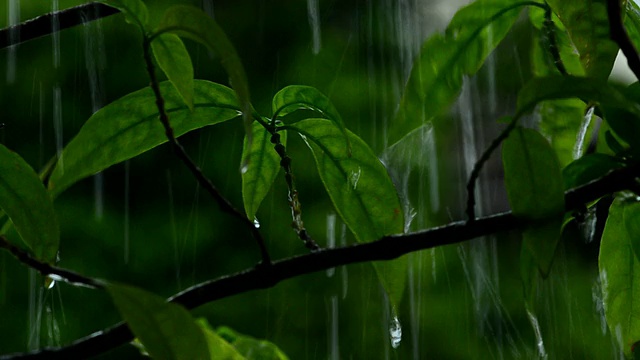 雨滴落在树叶上视频素材