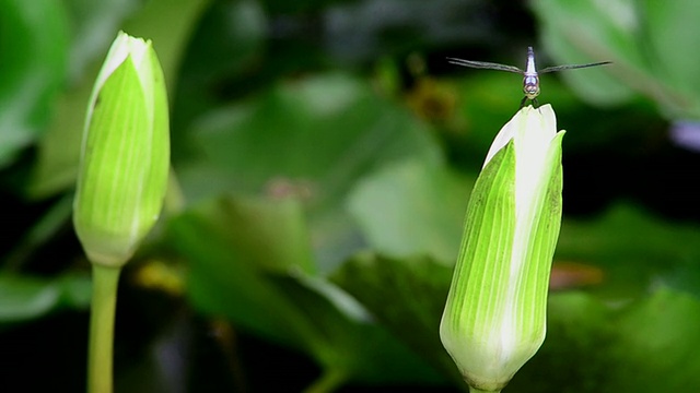 蜻蜓视频素材