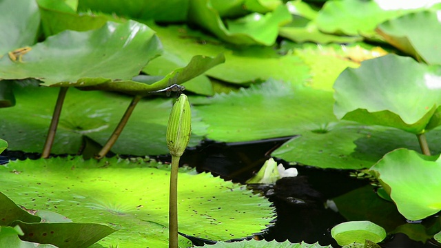 蜻蜓视频素材