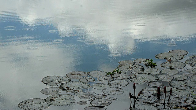 雨滴落在池塘里视频素材