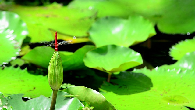 蜻蜓视频素材