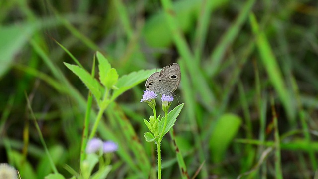 蝴蝶视频素材