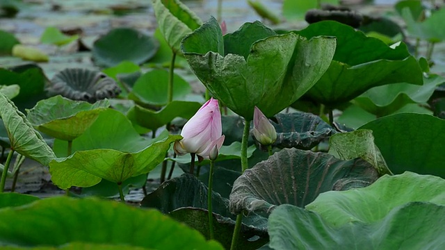 美丽的莲花视频素材