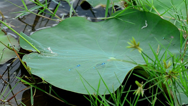 蜻蜓视频素材