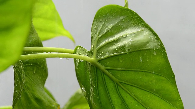 雨滴落在树叶上视频素材