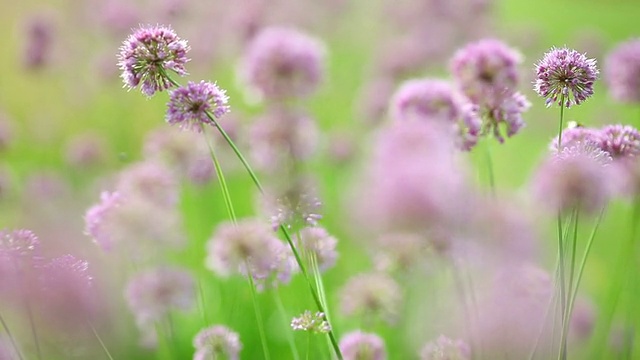 花。视频素材