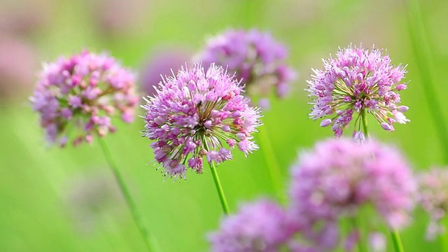 花。视频素材