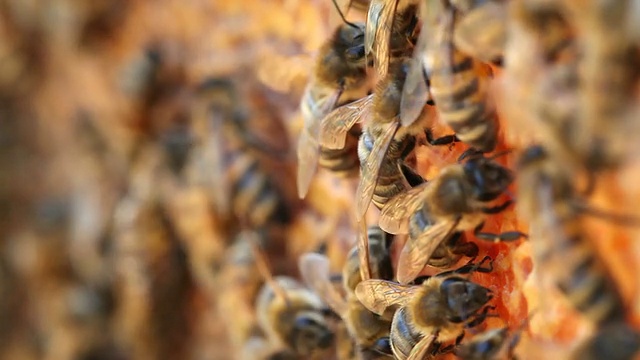 蜜蜂。视频素材