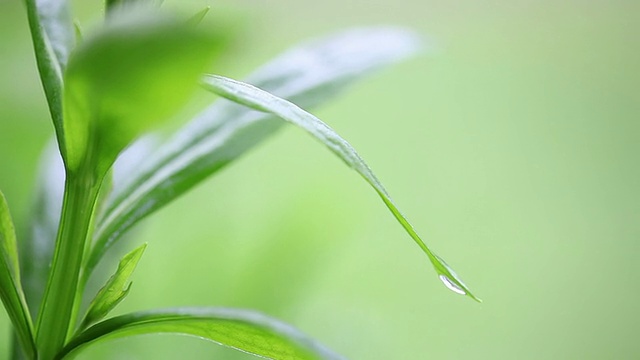 雨中的绿草。视频素材