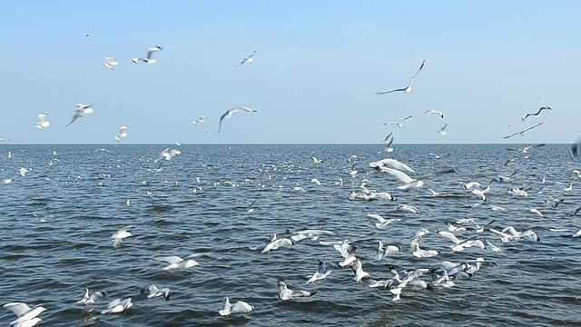 海鸥在天空中飞翔视频素材