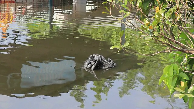 垃圾袋漂浮在水上。视频素材