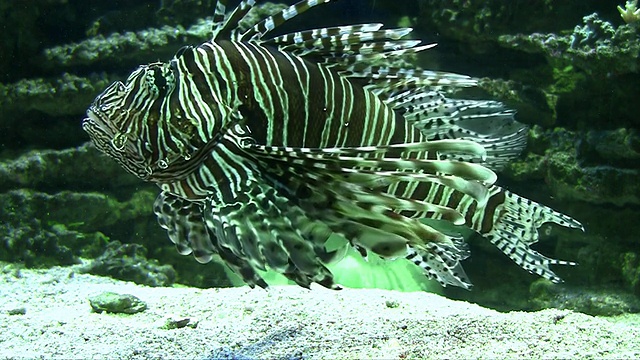 狮子鱼在水族馆里游泳视频素材