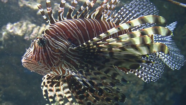 狮子鱼在水族馆里游泳视频素材