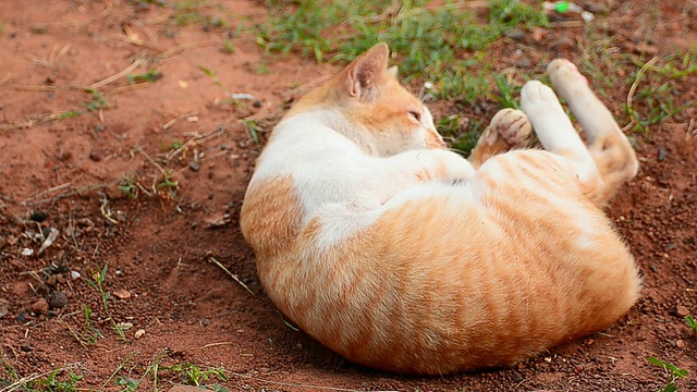 猫视频素材